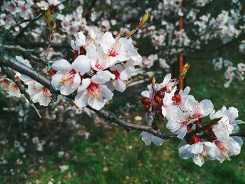 Close-up of cherry blossoms in spring