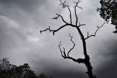 Low angle view of silhouette tree against sky