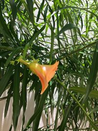 Close-up of day lily blooming outdoors