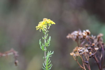 Close-up of flowering plant