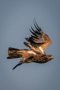 Low angle view of bird flying against clear sky