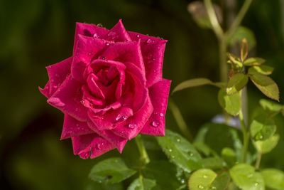 Close-up of pink flower