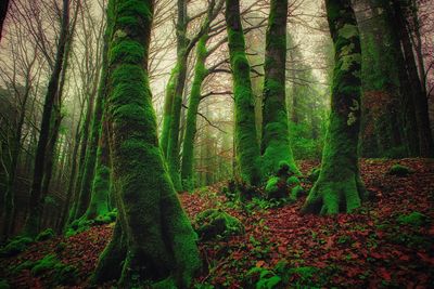 Trees growing in forest