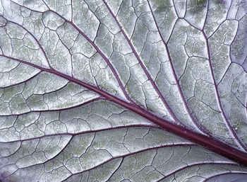 Full frame shot of plant