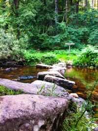 River flowing through forest