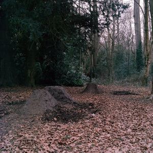 Trees growing in forest during autumn