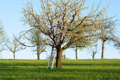 Tree on grassy field against sky