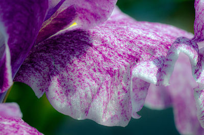 Close-up of pink rose flower