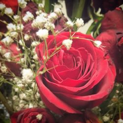 Close-up of red rose blooming outdoors