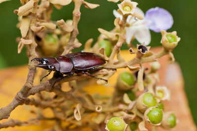 Close-up of insect on plant