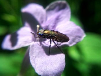 Close-up of insect on flower