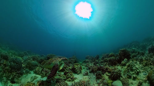 sea