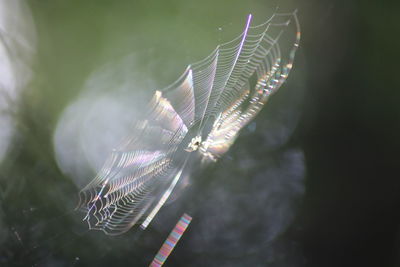 Close-up of spider on web