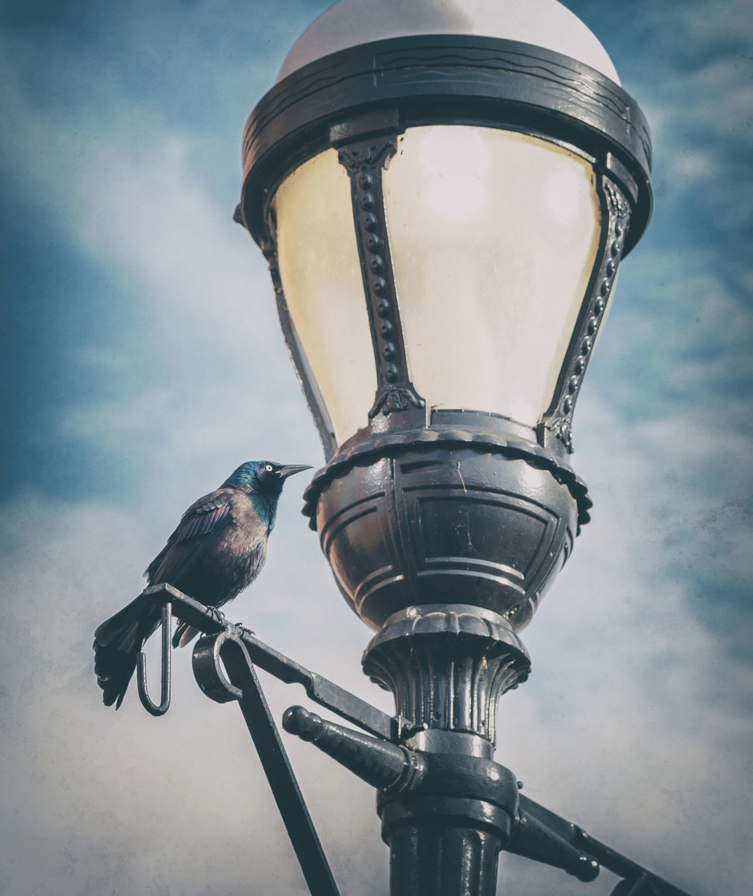 LOW ANGLE VIEW OF BIRD ON STREET LIGHT AGAINST SKY