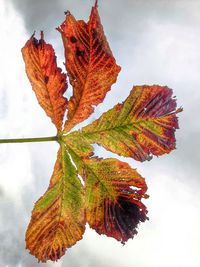 Close-up of maple leaf against sky