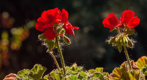 Close-up of red flowering plant