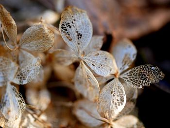 Close-up of wilted plant