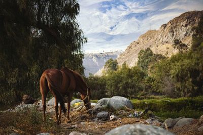 Horse standing in a field