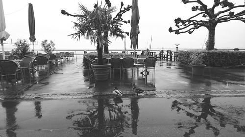 Reflection of palm trees in puddle against sky