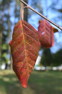 Close-up of autumnal leaf on tree