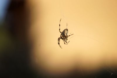 Close-up of spider on web