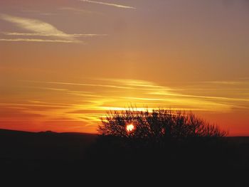 Silhouette of trees at sunset