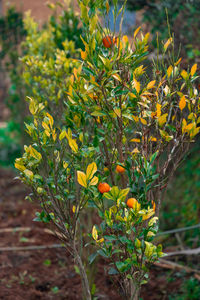 Close-up of fruits growing on field