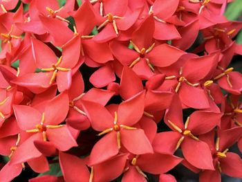 Close-up of pink flowers