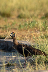 Side view of a bird on field