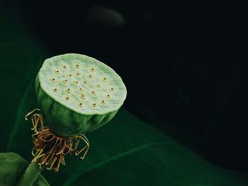 Close-up of white flowers