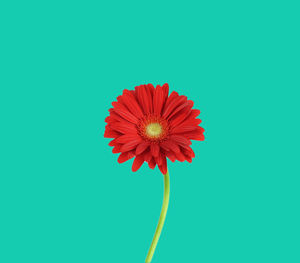 Close-up of red flower against blue background