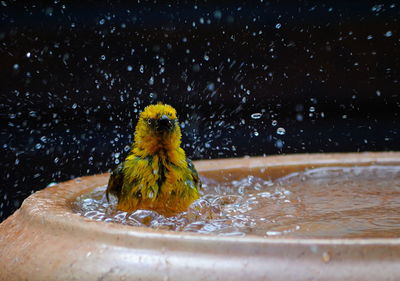 Close up of a cape weaver  taking a bath