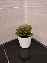 High angle view of potted plant on table