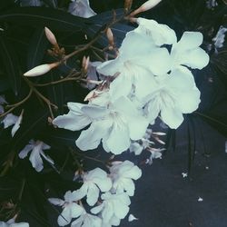 Close-up of white flower