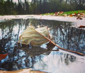 Close-up of autumn leaf on lake