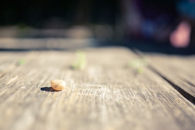 Close-up of shells on table