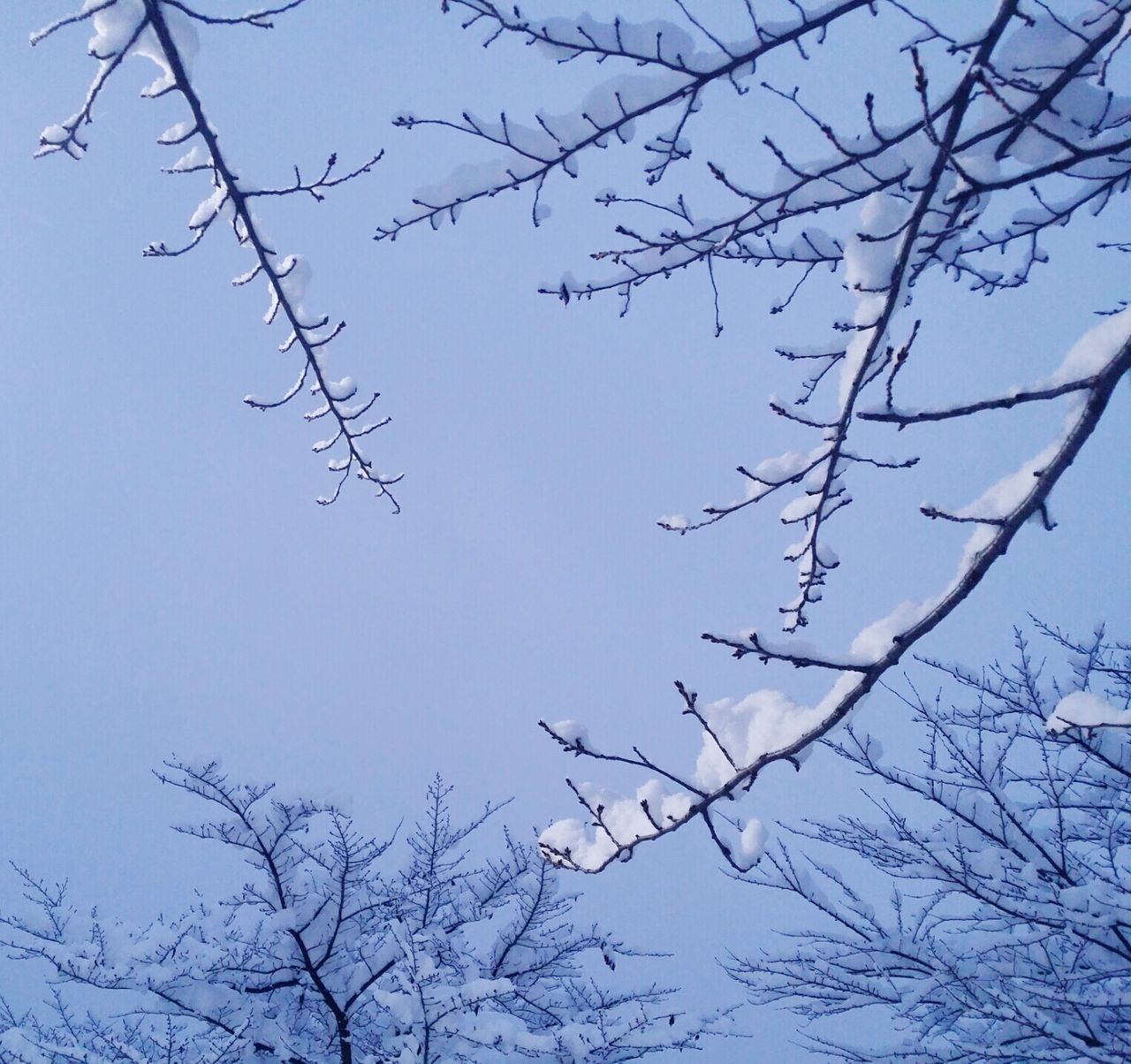 branch, bare tree, low angle view, clear sky, tree, blue, nature, beauty in nature, tranquility, sky, scenics, outdoors, growth, no people, day, high section, season, twig, copy space, winter