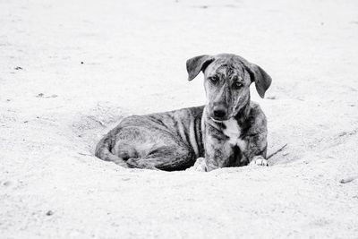 Portrait of dog relaxing on land