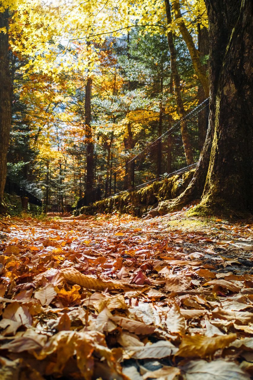 AUTUMN LEAVES IN SUNLIGHT FALLING ON ROAD