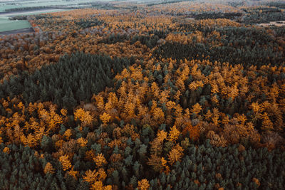 Full frame shot of trees