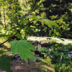 Close-up of fresh green leaves in forest