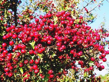 Close-up of red leaves on tree