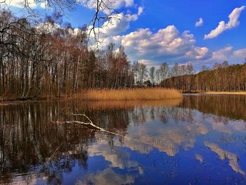 Scenic view of lake in forest against sky