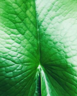 Full frame shot of green leaves