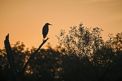 Silhouette bird perching on a tree