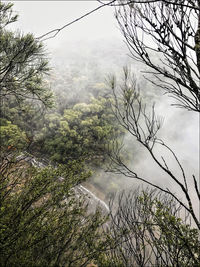 Scenic view of river in forest against sky