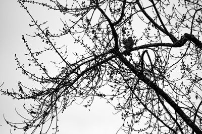 Low angle view of silhouette bare tree against sky