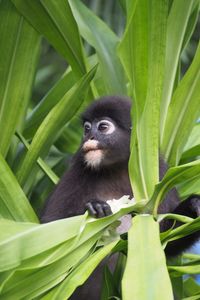 Portrait of monkey by tree