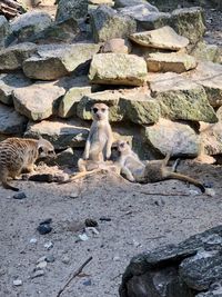 Stone sitting on rock at zoo