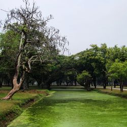 Trees in park against clear sky